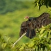 Kondor krocanovity - Cathartes aura - Turkey Vulture 8684